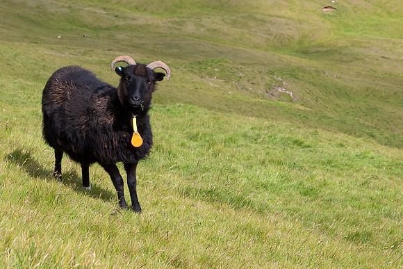 Beinisvørð