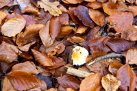 Efterårs blade i Hareskoven. Autumn leaves in Hare forest