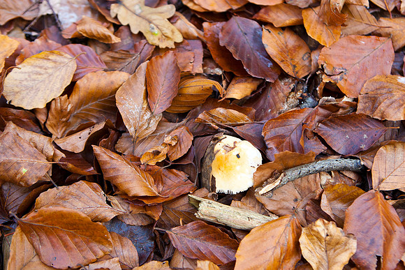 Efterårs blade i Hareskoven. Autumn leaves in Hare forest