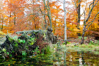 Hareskoven i efterårs farver. Hare forest in autumn colors