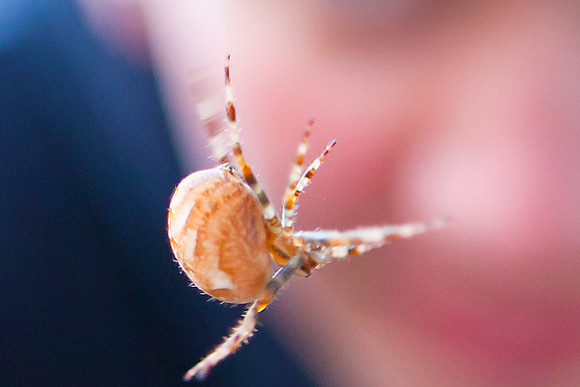 Edderkop i Hareskoven. Spider in Hare forest