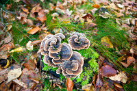 Hareskoven i efterårs farver. Hare forest in autumn colors