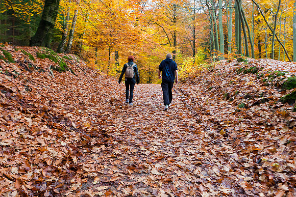 Hareskoven i efterårs farver. Hare forest in autumn colors