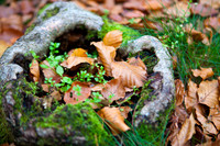 Hareskoven i efterårs farver. Hare forest in autumn colors