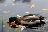 And i Hareskoven. Duck in Hare forest