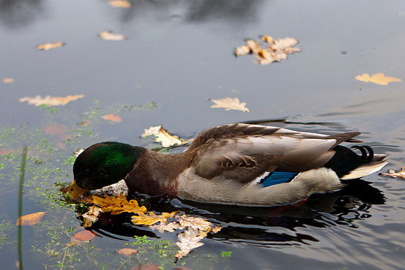 And i Hareskoven. Duck in Hare forest