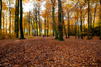 Hareskoven i efterårs farver. Hare forest in autumn colors