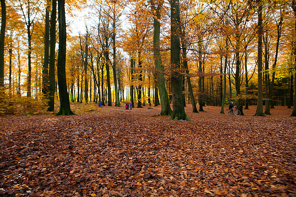 Hareskoven i efterårs farver. Hare forest in autumn colors