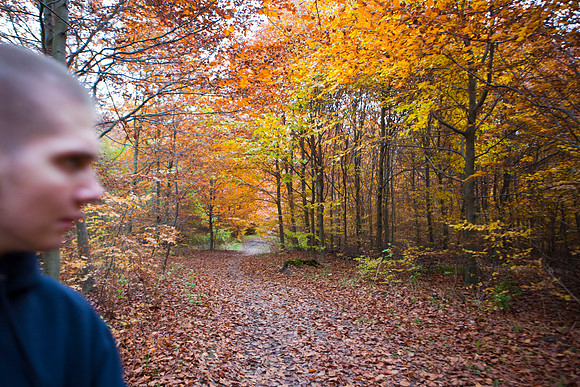 Hareskoven i efterårs farver. Hare forest in autumn colors