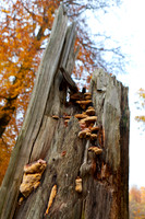 Hareskoven i efterårs farver. Hare forest in autumn colors