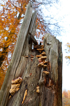Hareskoven i efterårs farver. Hare forest in autumn colors