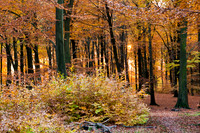 Hareskoven i efterårs farver. Hare forest in autumn colors