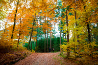 Hareskoven i efterårs farver. Hare forest in autumn colors