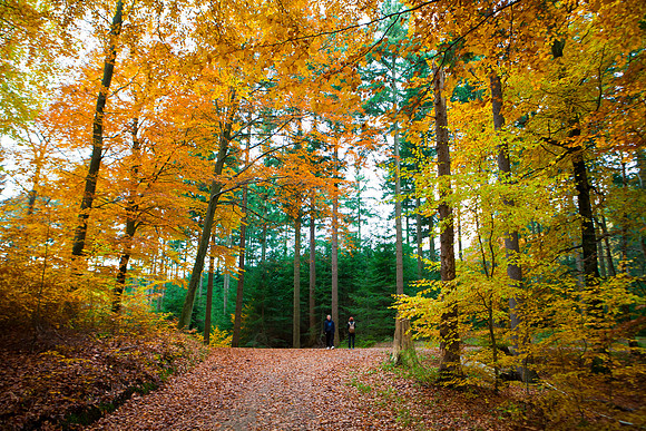 Hareskoven i efterårs farver. Hare forest in autumn colors