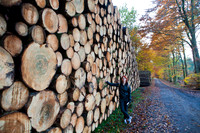 Afskåret træer i Hareskoven. cut trees in Hare forest