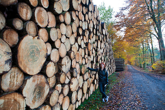Afskåret træer i Hareskoven. cut trees in Hare forest