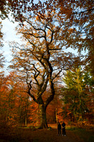 Hareskoven i efterårs farver. Hare forest in autumn colors