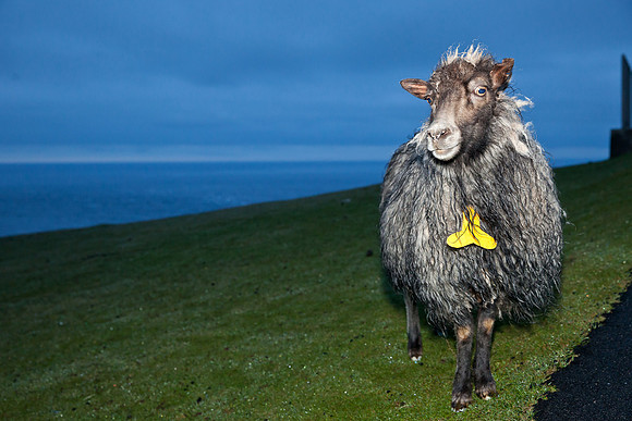 Sheep @ Akraberg