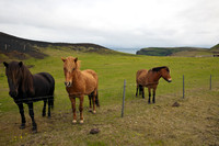 horses in Vestmannaeyjar