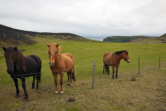 horses in Vestmannaeyjar