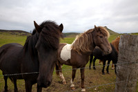 horses in Vestmannaeyjar