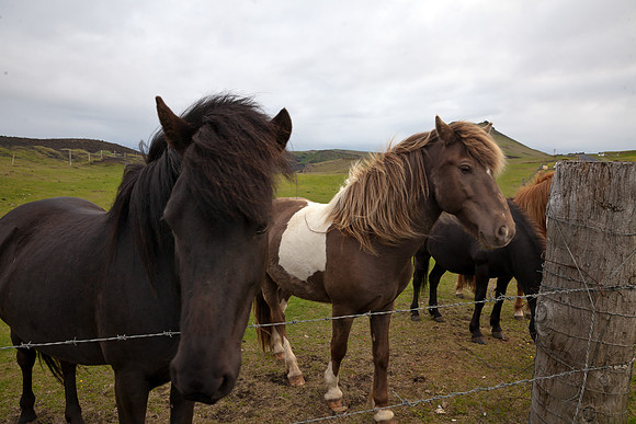 horses in Vestmannaeyjar