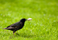 Birds