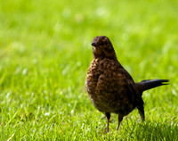 Birds