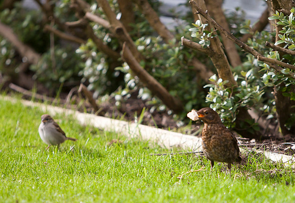 Birds