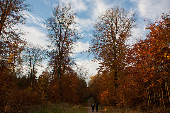 Hareskoven i efterårs farver. Hare forest in autumn colors